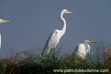 Great Egret (Egretta alba) - Grande aigrette - 20189 Great Egret (Egretta alba) - Grande aigrette - 20189