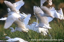 Great Egret (Egretta alba) - Grande aigrette - 20191 Great Egret (Egretta alba) - Grande aigrette - 20191