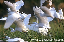 Great Egret (Egretta alba) - Grande aigrette - 20191