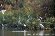 Great Egret (Egretta alba) - Grande aigrette - 20193 Great Egret (Egretta alba) - Grande aigrette - 20193