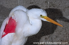 Great Egret (Egretta alba) - Grande aigrette - 20196