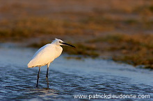 Little Egret (Egretta garzetta) - Aigrette garzette   (10659)