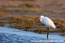 Little Egret (Egretta garzetta) - Aigrette garzette   (10660)