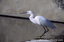 Little Egret (Egretta garzetta) - Aigrette garzette   (10998)