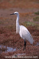 Little Egret (Egretta garzetta) - Aigrette garzette - 20197