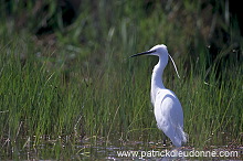 Little Egret (Egretta garzetta) - Aigrette garzette - 20199