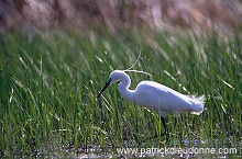 Little Egret (Egretta garzetta) - Aigrette garzette - 20201