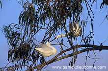 Little Egret (Egretta garzetta) - Aigrette garzette - 20202 Little Egret (Egretta garzetta) - Aigrette garzette - 20202