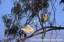 Little Egret (Egretta garzetta) - Aigrette garzette - 20202