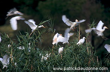 Little Egret (Egretta garzetta) - Aigrette garzette - 20203