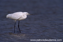 Little Egret (Egretta garzetta) - Aigrette garzette - 20204