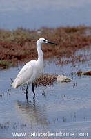 Little Egret (Egretta garzetta) - Aigrette garzette - 20206