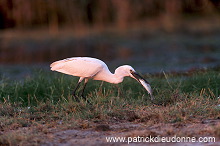 Little Egret (Egretta garzetta) - Aigrette garzette - 20212