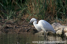 Little Egret (Egretta garzetta) - Aigrette garzette - 20214