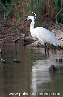 Little Egret (Egretta garzetta) - Aigrette garzette - 20215