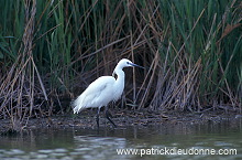 Little Egret (Egretta garzetta) - Aigrette garzette - 20217 Little Egret (Egretta garzetta) - Aigrette garzette - 20217