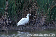 Little Egret (Egretta garzetta) - Aigrette garzette - 20217