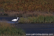 Little Egret (Egretta garzetta) - Aigrette garzette - 20218