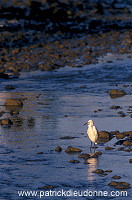 Little Egret (Egretta garzetta) - Aigrette garzette - 20220