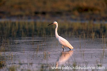 Little Egret (Egretta garzetta) - Aigrette garzette - 20222