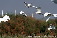 Little Egret (Egretta garzetta) - Aigrette garzette - 20223