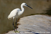 Little Egret (Egretta garzetta) - Aigrette garzette - 20423