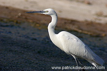 Little Egret (Egretta garzetta) - Aigrette garzette - 20424