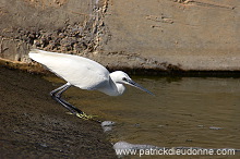 Little Egret (Egretta garzetta) - Aigrette garzette - 20425
