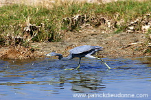 Reef Egret (Egretta gularis schistacea) Aigrette des récifs 10663 Reef Egret (Egretta gularis schistacea) Aigrette des récifs 10663