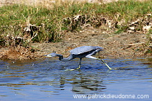 Reef Egret (Egretta gularis schistacea)  Aigrette des récifs 10663