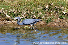 Reef Egret (Egretta gularis)  Aigrette des recifs  - 20427