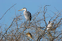 Grey heron (Ardea cinerea) - Heron cendré 10714 Grey heron (Ardea cinerea) - Heron cendré 10714