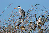 Grey heron (Ardea cinerea) - Heron cendré 10714