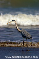 Grey heron (Ardea cinerea) - Heron cendré 10716 Grey heron (Ardea cinerea) - Heron cendré 10716