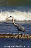 Grey heron (Ardea cinerea) - Heron cendré 10716