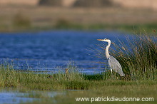 Grey heron (Ardea cinerea) - Heron cendré 10717 Grey heron (Ardea cinerea) - Heron cendré 10717
