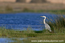 Grey heron (Ardea cinerea) - Heron cendré 10717