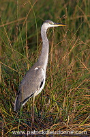 Grey heron (Ardea cinerea) - Heron cendré 10719