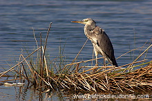 Grey heron (Ardea cinerea) - Heron cendré 10720