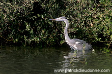 Grey heron (Ardea cinerea) - Heron cendré 11061