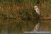 Grey heron (Ardea cinerea) - Heron cendré 11059