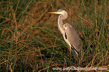 Grey heron (Ardea cinerea) - Heron cendré 11064