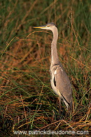 Grey heron (Ardea cinerea) - Heron cendré 11066