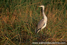 Grey heron (Ardea cinerea) - Heron cendré 11068