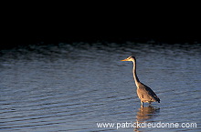 Grey Heron (Ardea cinerea) - Heron cendre - 20235