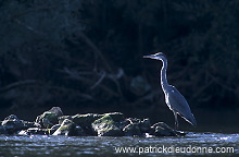 Grey Heron (Ardea cinerea) - Heron cendre - 20236 Grey Heron (Ardea cinerea) - Heron cendre - 20236