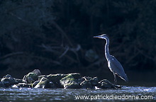 Grey Heron (Ardea cinerea) - Heron cendre - 20236