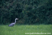 Grey Heron (Ardea cinerea) - Heron cendre - 20238