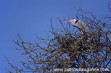 Grey Heron (Ardea cinerea) - Heron cendre - 20240