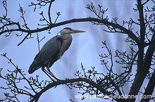 Grey Heron (Ardea cinerea) - Heron cendre - 20242